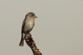 Muchołówka brunatna - Asian Brown Flycatcher