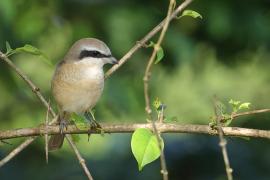 Dzierzba brązowa - Brown Shrike