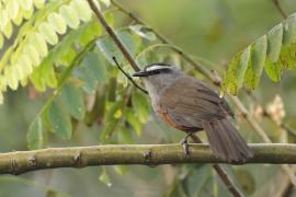Malabarosójkownik rdzawoboczny - Kerala Laughingthrush