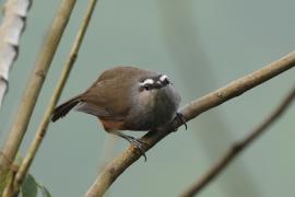 Malabarosójkownik rdzawoboczny - Kerala Laughingthrush