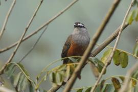 Malabarosójkownik rdzawoboczny - Kerala Laughingthrush