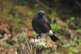 Kląskawka czarna - Pied Bush Chat