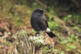 Kląskawka czarna - Pied Bush Chat