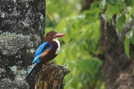 Łowiec krasnodzioby - White-breasted Kingfisher