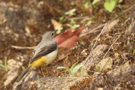 Pliszka górska - Grey Wagtail
