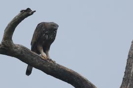 Wojownik indyjski - Changeable Hawk Eagle