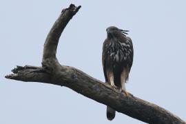 Wojownik indyjski - Changeable Hawk Eagle