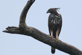Wojownik indyjski - Changeable Hawk Eagle