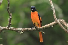 Purpurek ognisty - Flame Minivet