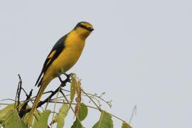 Purpurek ognisty - Flame Minivet