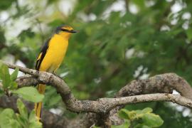Purpurek ognisty - Flame Minivet