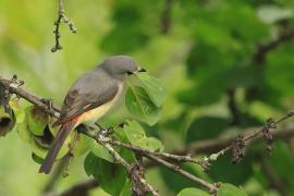 Purpurek złotobrzuchy - Small Minivet