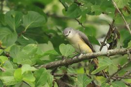 Purpurek złotobrzuchy - Small Minivet