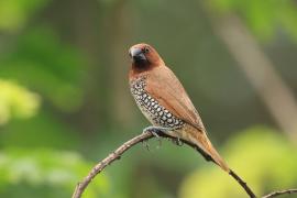 Mniszka muszkatowa - Scaly-breasted Munia