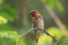 Mniszka muszkatowa - Scaly-breasted Munia