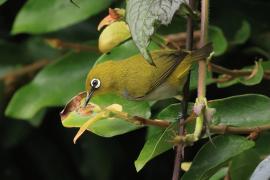 Szlarnik indyjski - Indian White-eye