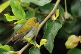 Szlarnik indyjski - Indian White-eye