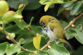 Szlarnik indyjski - Indian White-eye