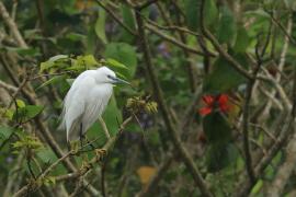 Czapla nadobna - Little Egret