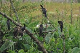 Kormoran skromny - Little Cormorant