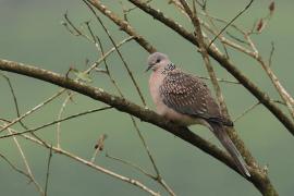 Synogarlica perłoszyja - Spotted Dove