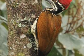 Sułtan indochiński - Greater flameback
