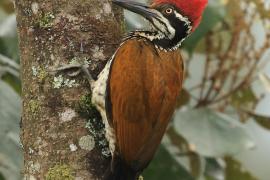 Sułtan indochiński - Greater flameback