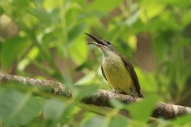 Pajęcznik długodzioby - Little Spiderhunter