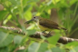 Pajęcznik długodzioby - Little Spiderhunter