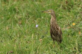 Czapla siodłata - Indian Pond-Heron