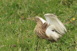 Czapla siodłata - Indian Pond-Heron