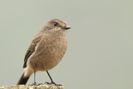 Kląskawka czarna - Pied Bush Chat