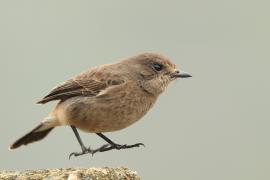 Kląskawka czarna - Pied Bush Chat