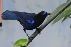 Gwizdokos malabarski - Malabar Whistling-Thrush