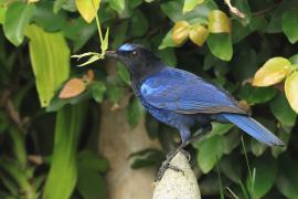 Gwizdokos malabarski - Malabar Whistling-Thrush