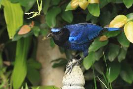 Gwizdokos malabarski - Malabar Whistling-Thrush
