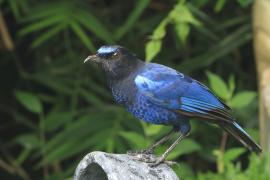 Gwizdokos malabarski - Malabar Whistling-Thrush
