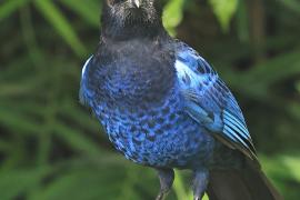 Gwizdokos malabarski - Malabar Whistling-Thrush