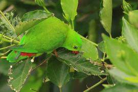 Zwisogłówka wiosenna - Vernal Hanging-Parrot