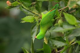 Zwisogłówka wiosenna - Vernal Hanging-Parrot