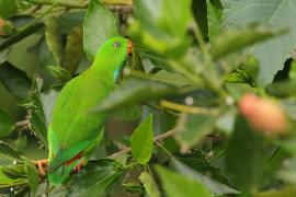 Zwisogłówka wiosenna - Vernal Hanging-Parrot