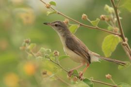 Prinia płowa - Plain Prinia
