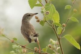 Prinia płowa - Plain Prinia