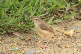 Prinia płowa - Plain Prinia