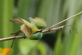 Żołna wschodnia - Green Bee-eater