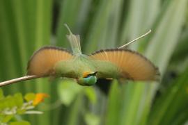 Żołna wschodnia - Green Bee-eater