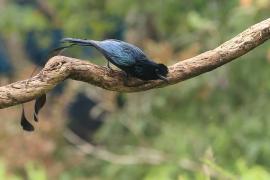 Dziwogon rajski - Greater Racket-tailed Drongo