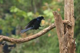 Dziwogon rajski - Greater Racket-tailed Drongo