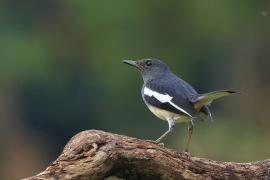 Sroczek zmienny - Oriental Magpie-Robin