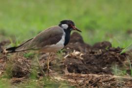 Czajka indyjska - Red-wattled Lapwing
